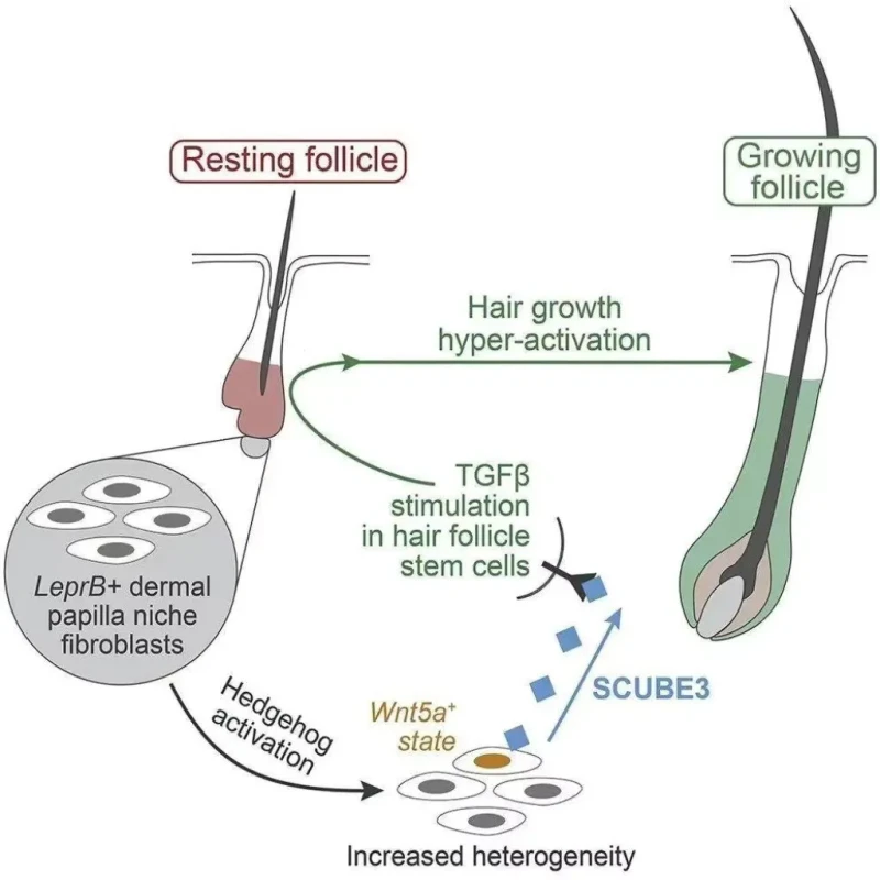 Kirkland Minoxidil 5% Extra Strength – Hair & Beard Growth Solution for Men 4 Kirkland Minoxidil 5% Extra Strength – Hair & Beard Growth Solution for Men - Image 4